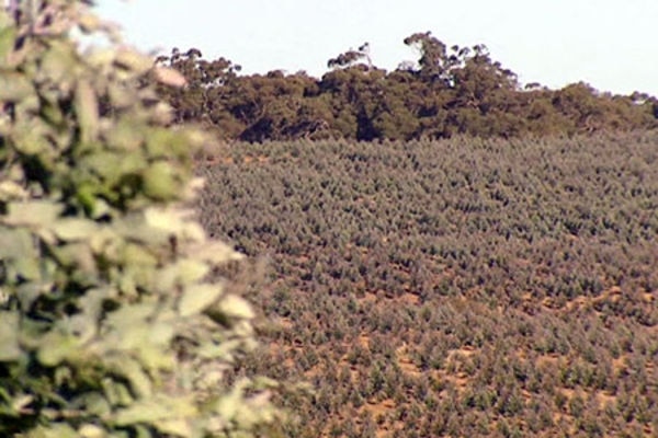 A plantation of young blue gums on Kangaroo Island in South Australia