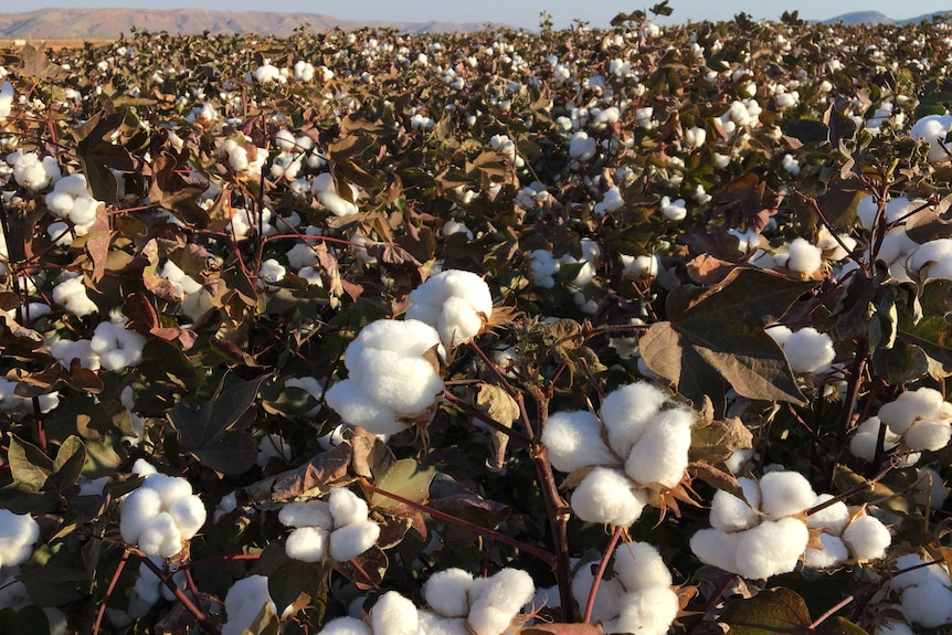 Close up of cotton field.