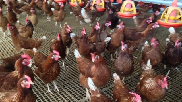 Free range chooks