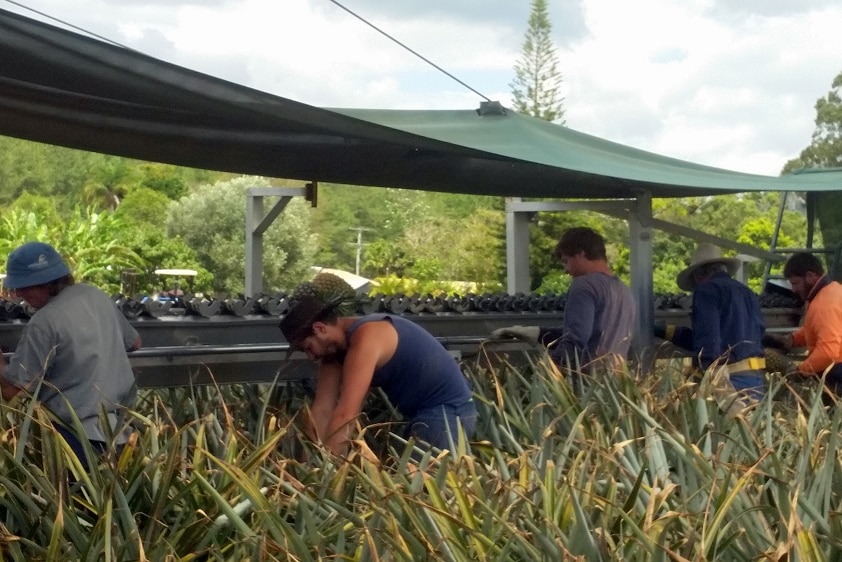 Pickers working in a pineapple field.