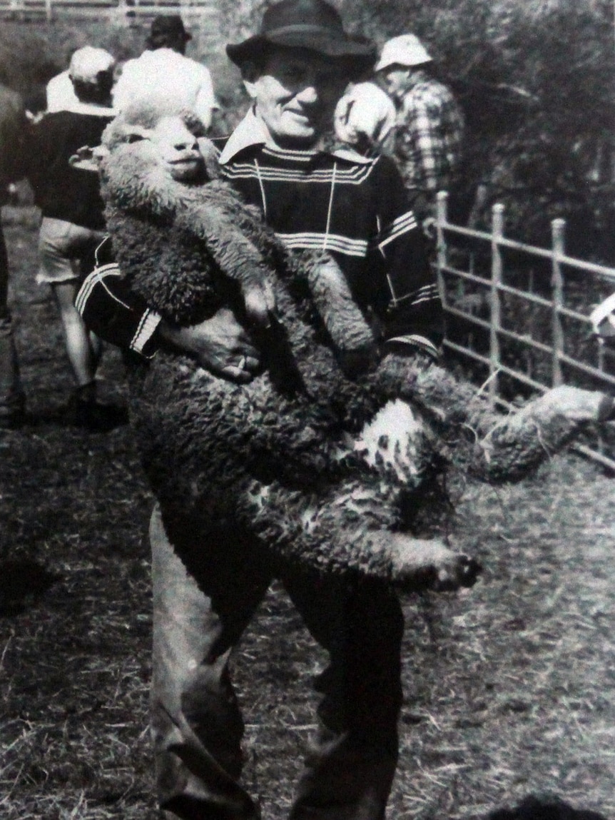 Ian Tapplin with an unshorn sheep.