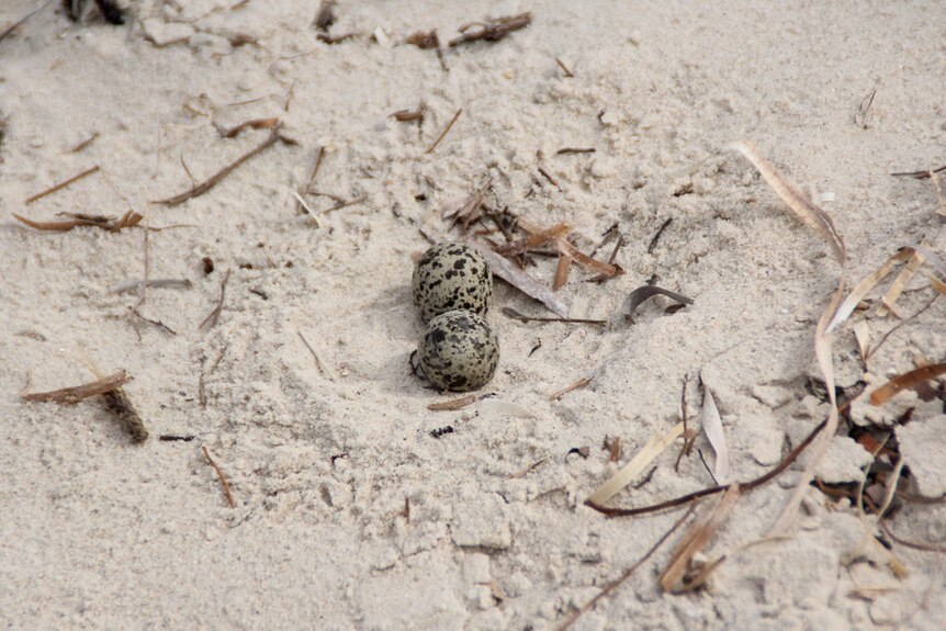 A red-capped plover nest in the dunes.