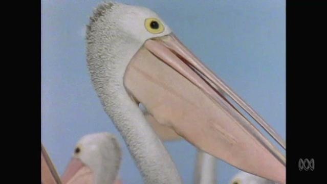 Head of a pelican