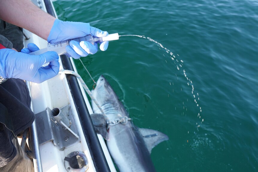 eDNA testing great white sharks