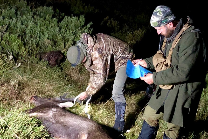Two men stand over the body of a deer, that lays in the grass, while they hold tape measures and pieces of paper.