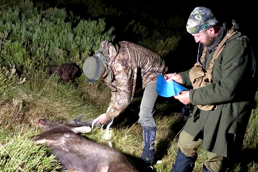 Two men stand over the body of a deer, that lays in the grass, while they hold tape measures and pieces of paper.