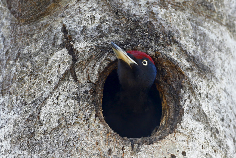 A woodpecker looks out of a hollow in a tree in the exclusion zone around the Chernobyl nuclear reactor.