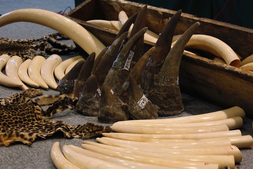 Rhino horns and ivory tusks seized from a container at an airport in Hong Kong.