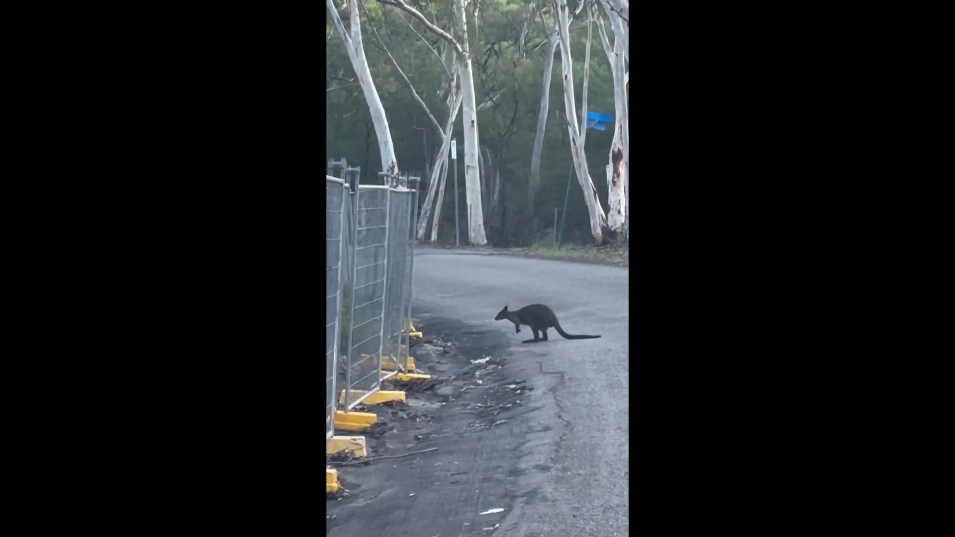 'Panicked' wallabies: Wildlife displaced for sports project, residents say — WellsTrack