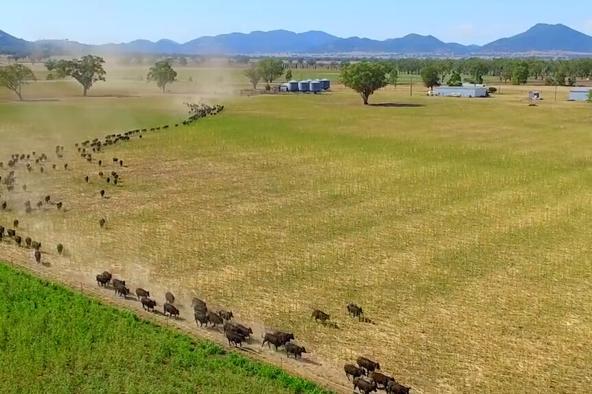 Cows running on a farm.
