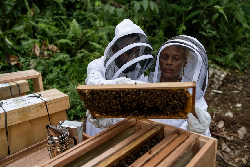 A woman wearing protective white clothing inspects a beehive 