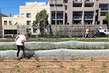 An urban farm in Sydney.