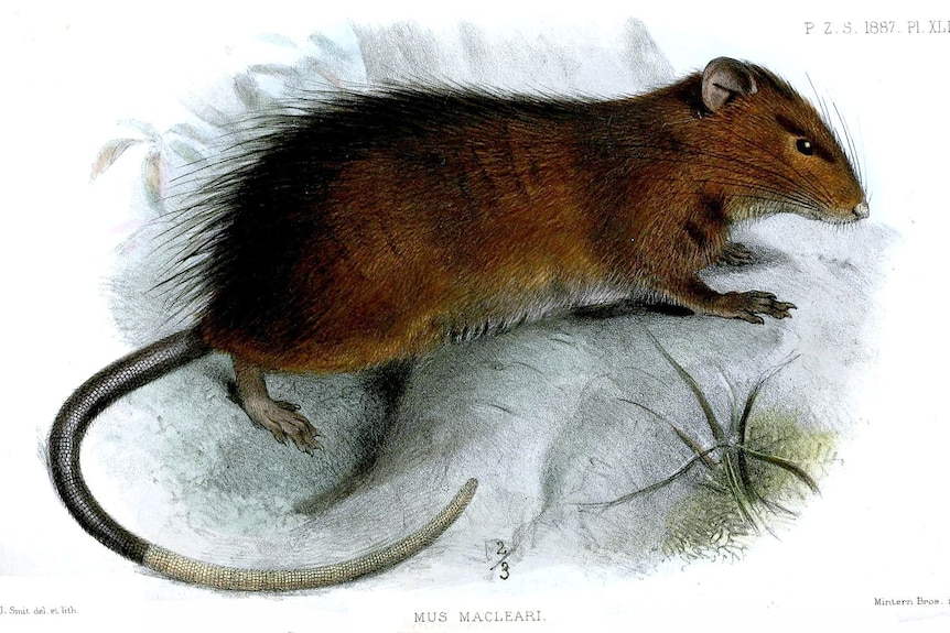 An illustration of a rat.