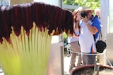 Corpse Flower