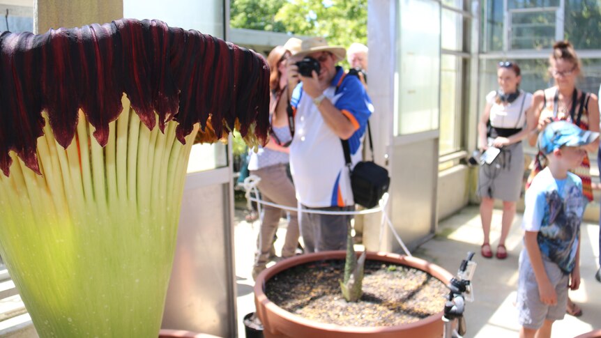 Corpse Flower