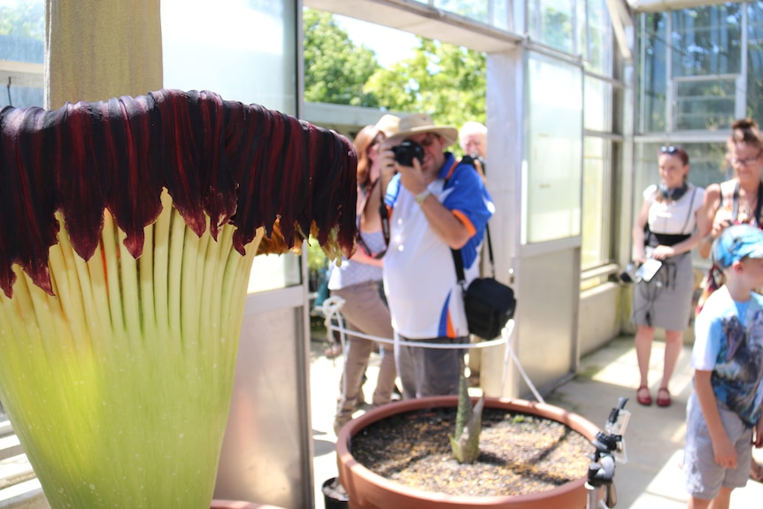 Corpse Flower