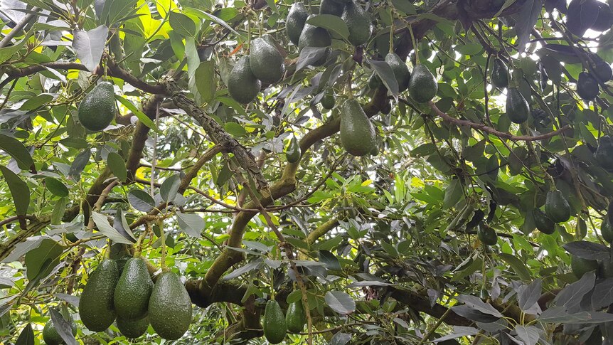 Avocados hanging from a tree.