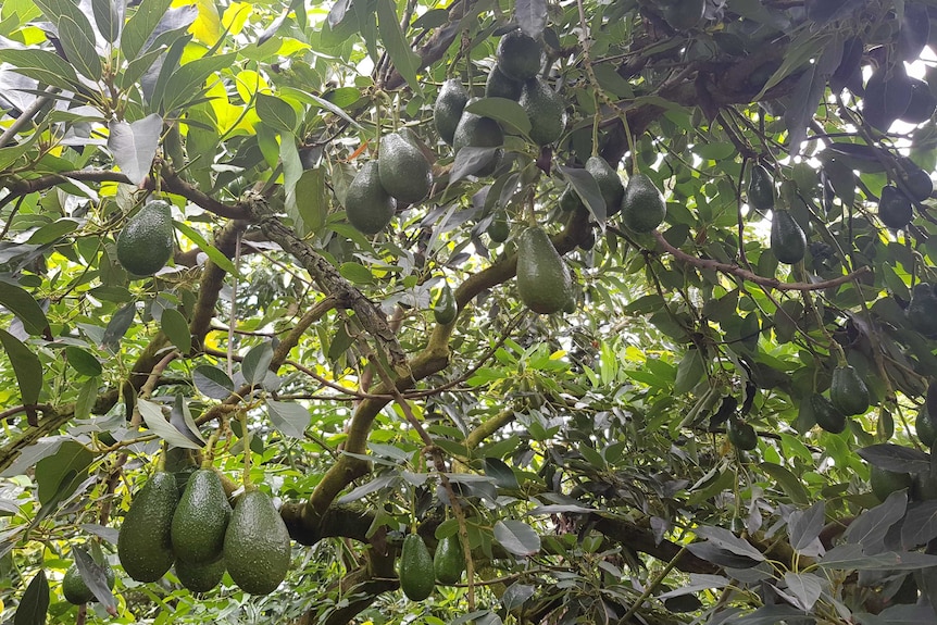 Avocados hanging from a tree.