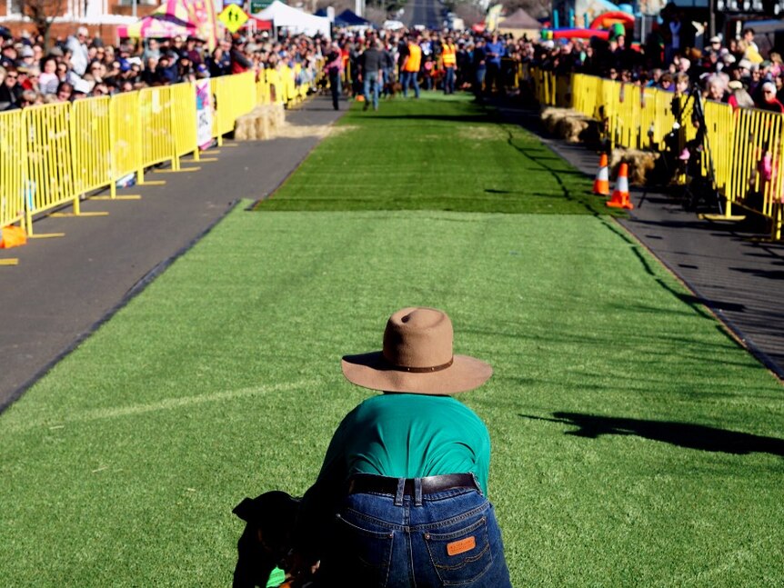 A young boy stares down the track at his competing kelpie in the 50 metre dash event.