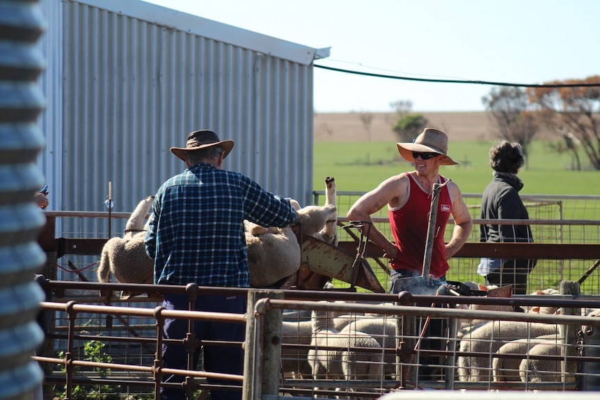 Sheep yards with two men putting lambs into machinery