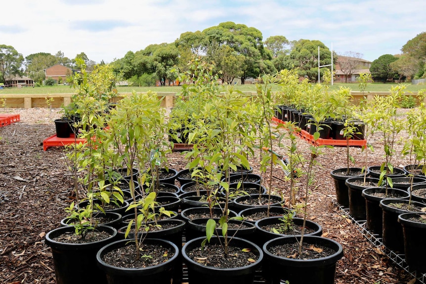 Lemon Myrtle seedlings at Sydney School