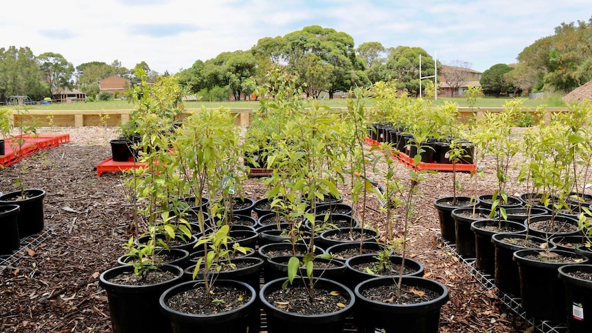 Lemon Myrtle seedlings at Sydney School