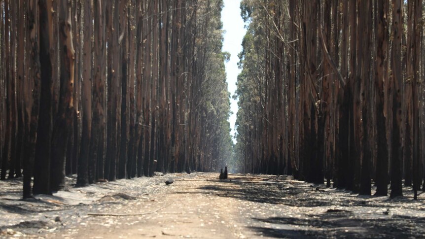 Two kangaroos sit on a pathway lined by burnt trees