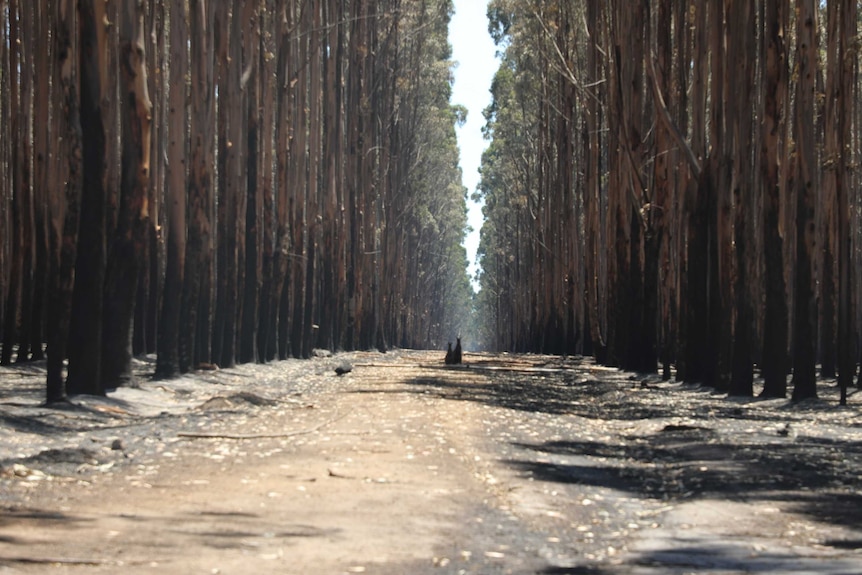 Two kangaroos sit on a pathway lined by burnt trees