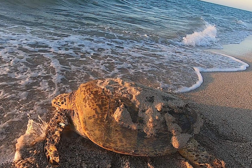 a turtle on a beach with sand on its shell