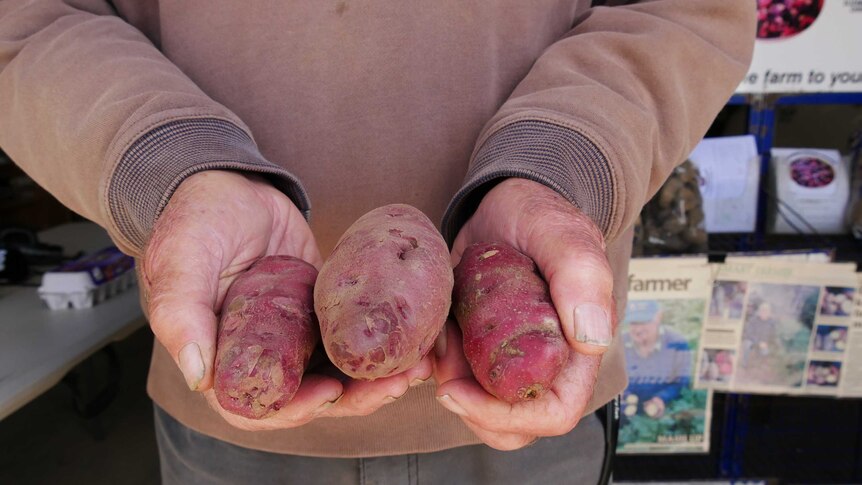 Man holds three pink potatoes