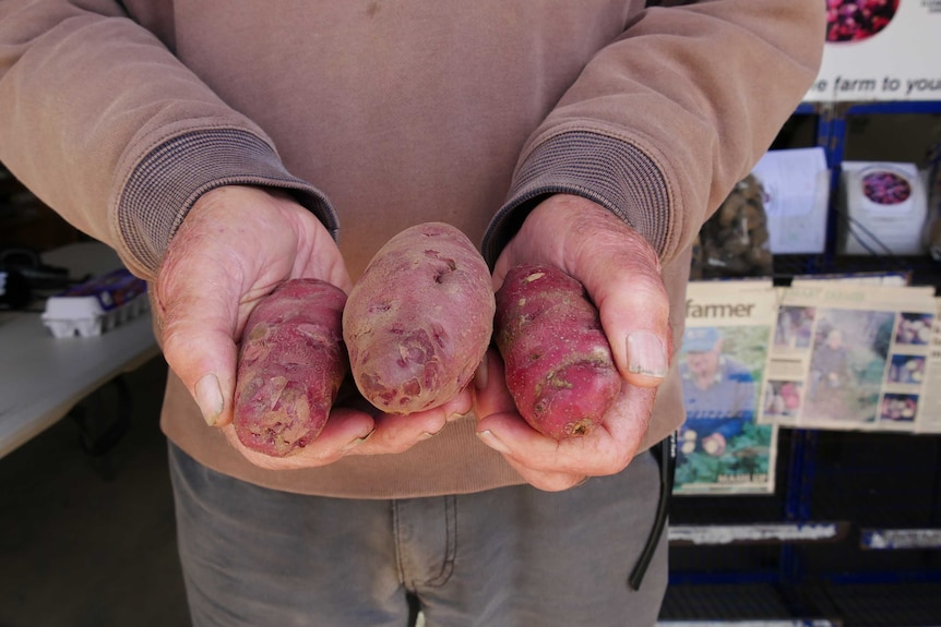 Man holds three pink potatoes.