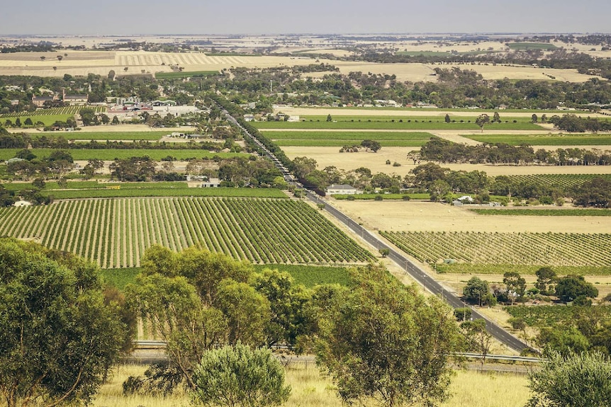 An aerial view of vineyards and roads of the Barossa Valley.