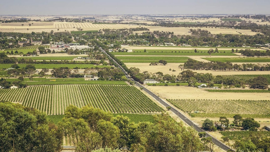 An aerial view of vineyards and roads of the Barossa Valley.