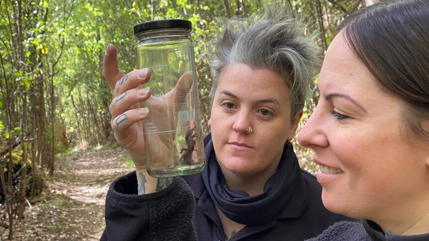 Two people look at a spider inside of a jar.