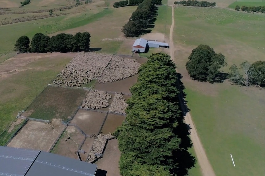 An aerial view of sheep mustered on a farm