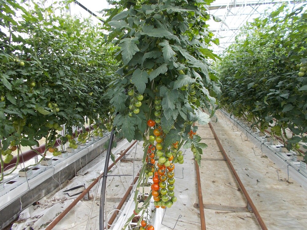 Tasmanian tomato grower hoping for better prices in the new year