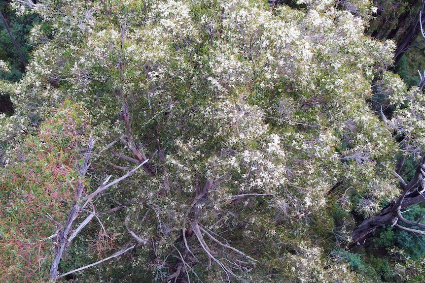 An aerial view of a tall flowering tree.