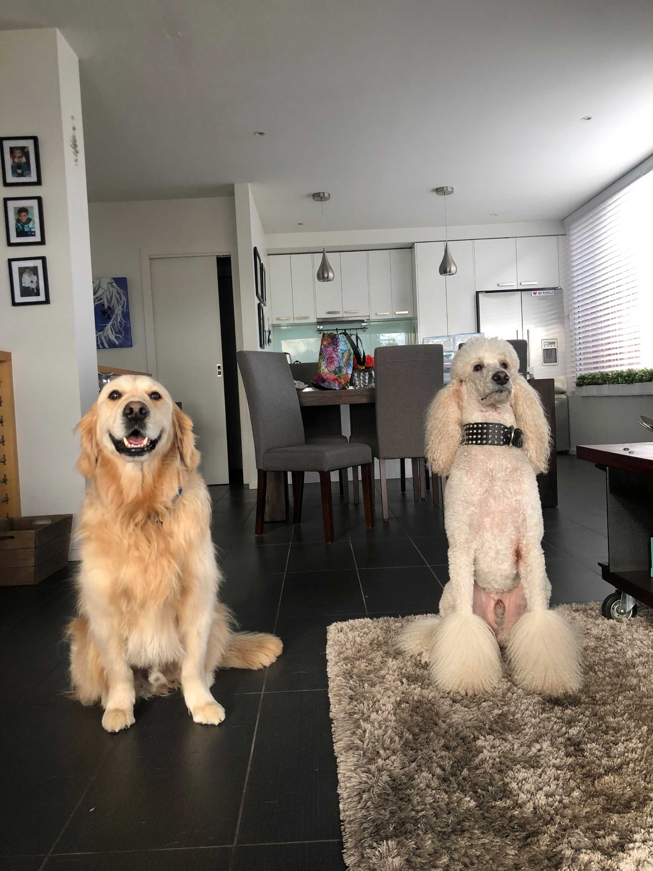 Teddy, a Golden Retriever, sits next to a poodle named Beau.