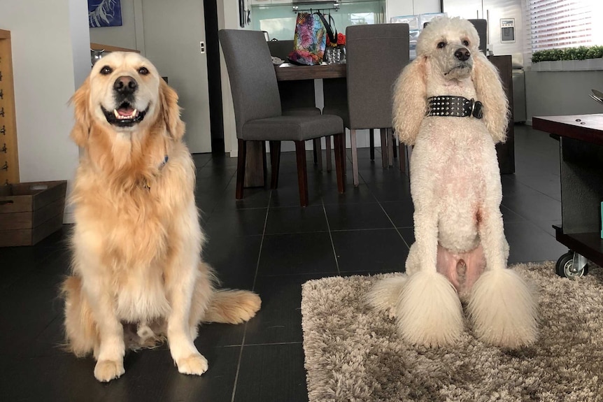 Teddy, a Golden Retriever, sits next to a poodle named Beau.