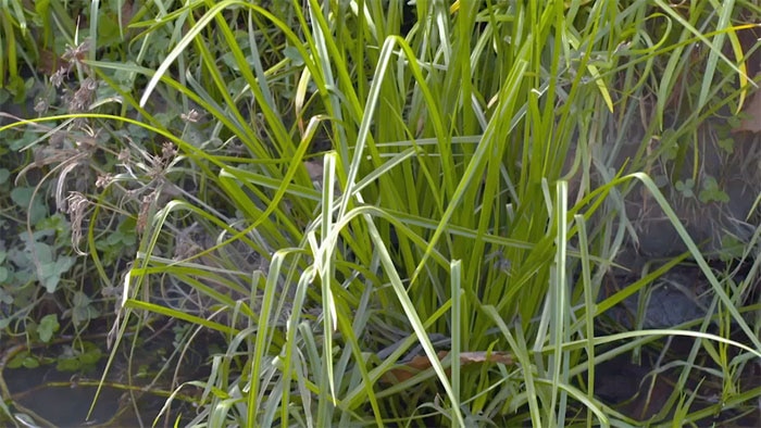 Green weed in a garden.