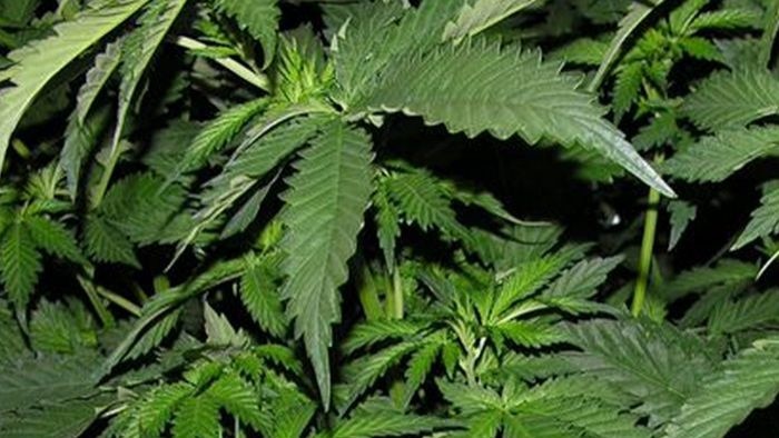 Police weed out $2M cannabis crop