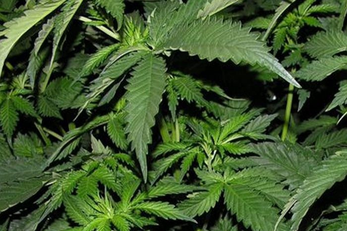 A 75-year-old Lake Macquarie man has been charged with growing cannabis plants in his backyard.