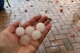 A hand holds large hailstones.