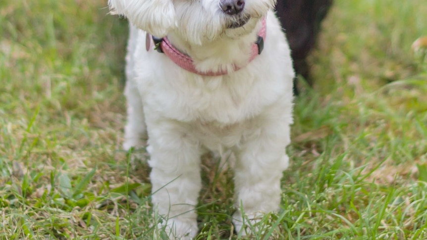 A white Maltese terrier on lawn.