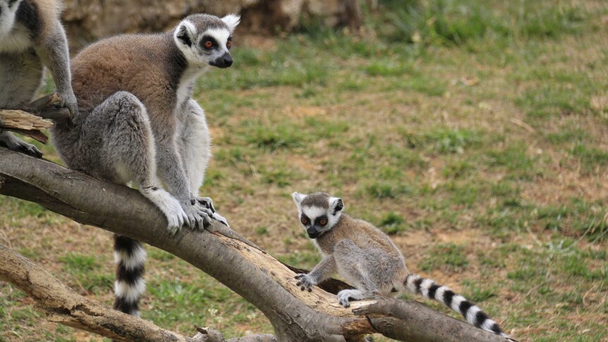 Three-month-old Makai with his mother Lily in the ring-tailed lemur enclosure at the National Zoo and Aquarium.