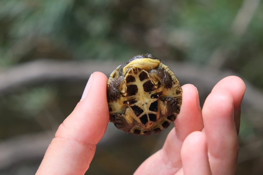 A tiny turtle hatching, with it's legs and head tucked in, being held in a person's hands.
