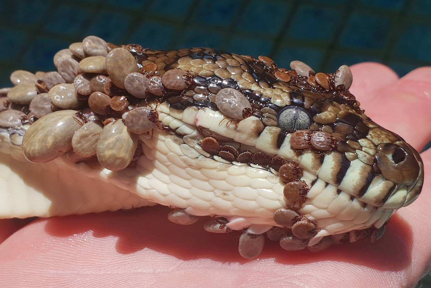Carpet python with dozens of ticks on its body