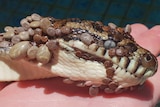 Carpet python with dozens of ticks on its body