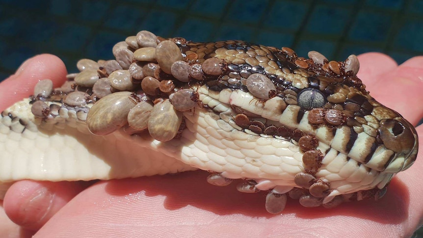 Carpet python with dozens of ticks on its body