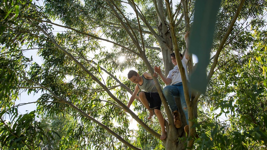 Two boys smile as they balance in the branches of a gum tree, the sun shining through the canopy of leaves.
